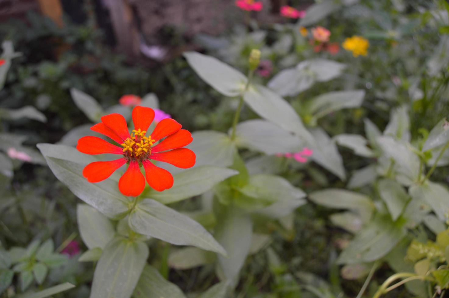 Zinnien blühen im Garten foto