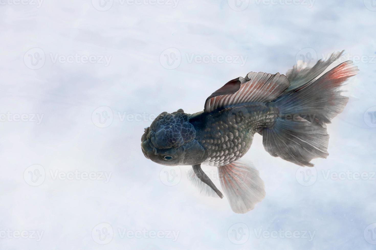 Schwarze Goldfische schwimmen in Zementfischteichen, in Goldfischfarmen und Zierfischen. Detail foto