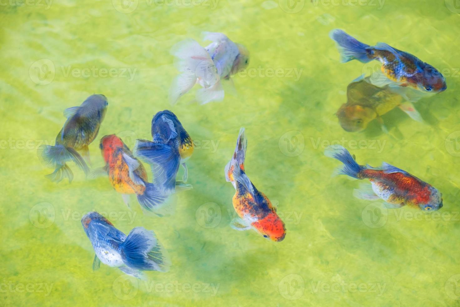 ryukin ausgefallene goldfische schwimmen in der fischfarm, unter den vielen bunten goldfischen, in der goldfischfarm und schöne fische, makro, draufsicht foto