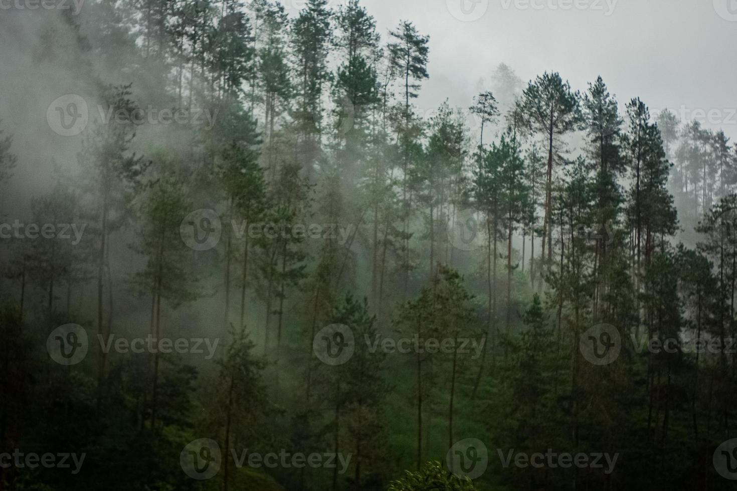 dunkler berg, kiefernwald mit nebel foto