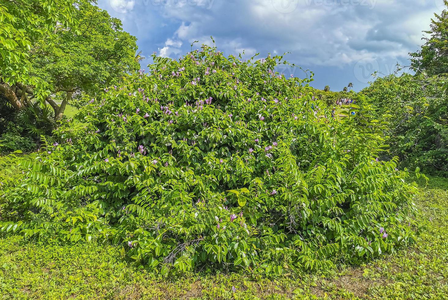 tropischer natürlicher dschungelwald palmen tulum maya ruinen mexiko. foto