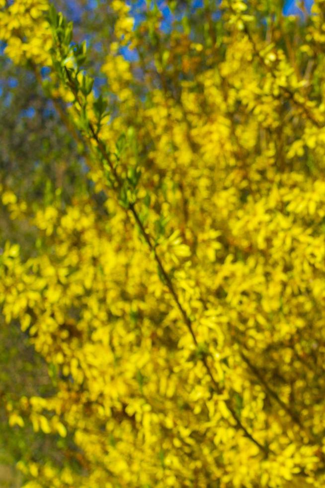 forsythia ein schöner frühlingsstrauch mit gelben blüten deutschland. foto