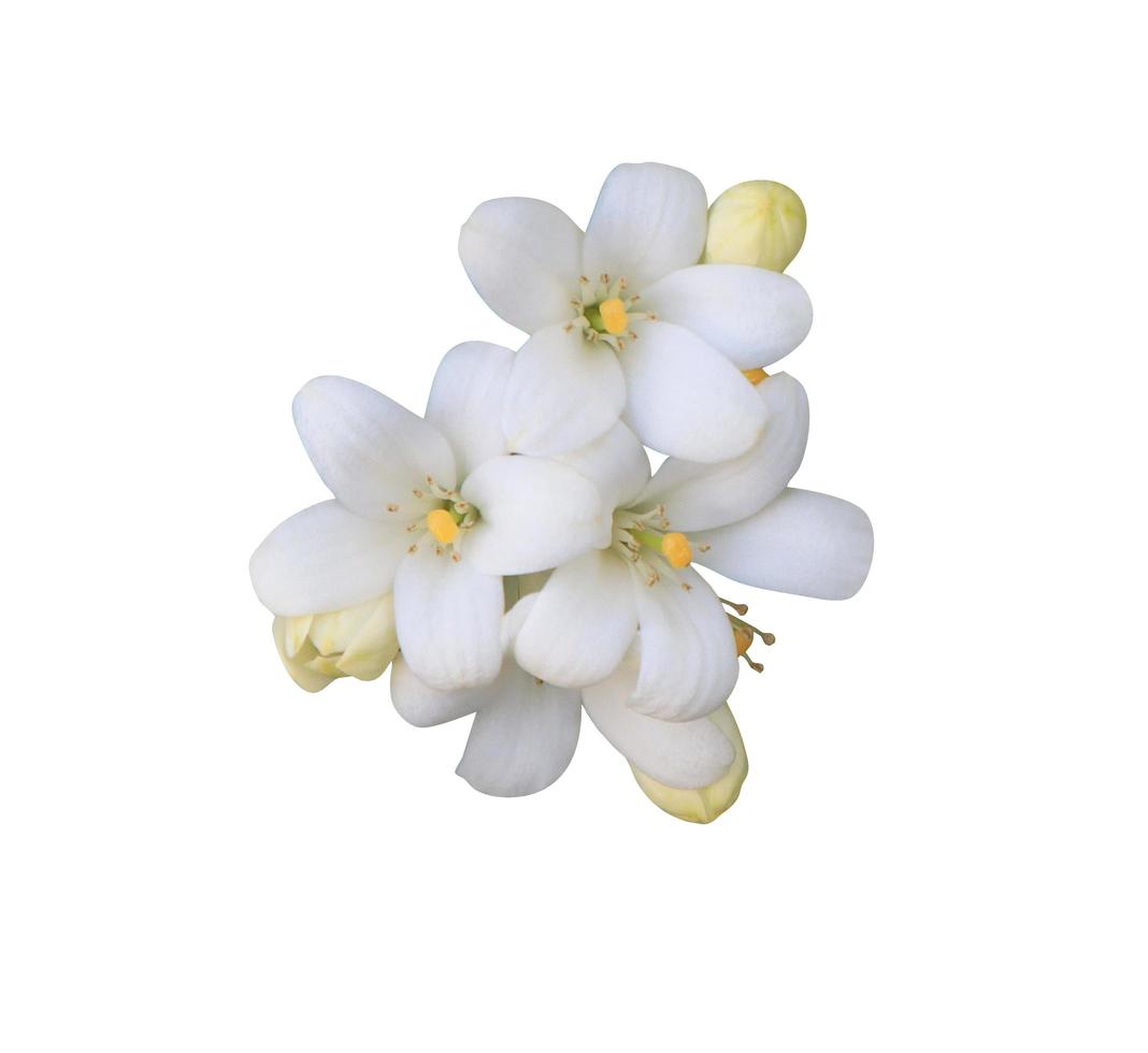 Orangenjasmin oder Murraya Paniculata-Blüten. Schließen Sie herauf den Blumenstrauß der weißen exotischen Blumen auf lokalisiertem auf weißem Hintergrund. Draufsicht Blumenstrauß. foto