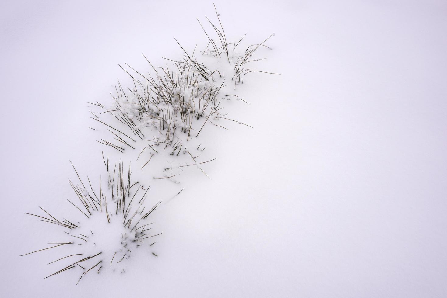 Waldgras mit frischem Schnee bedeckt foto