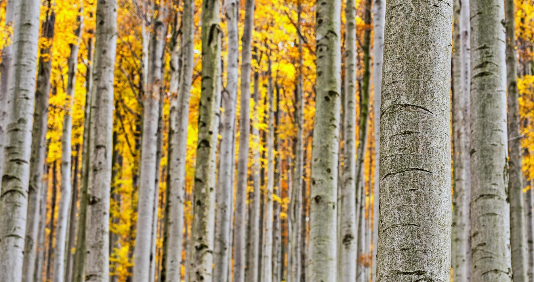 Buchenwald im Herbst foto