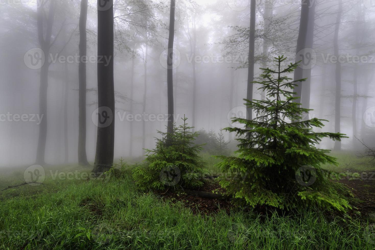 sommernebeliger wald foto