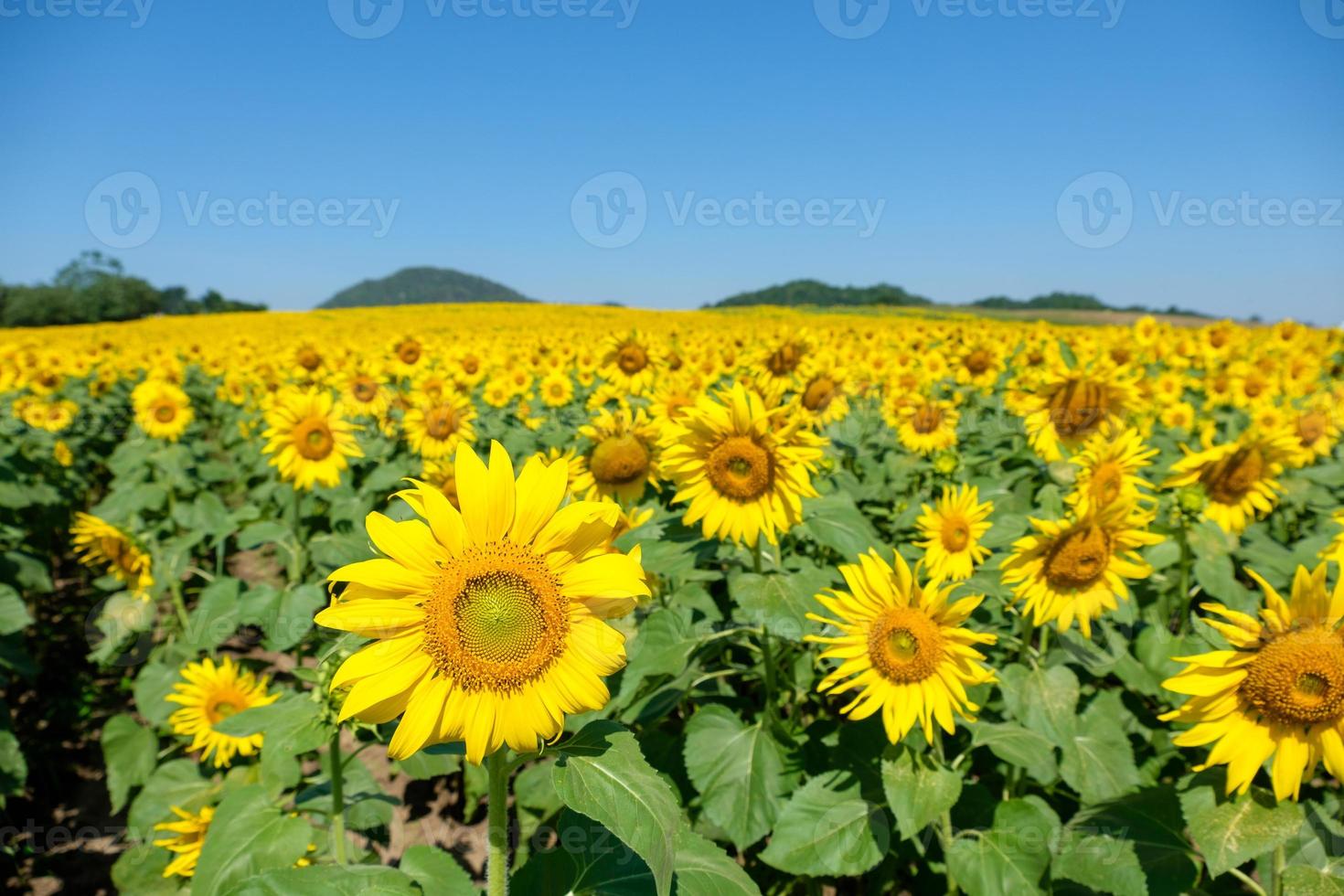 Ein blühendes Sonnenblumenfeld auf dem Landbauernhof auf dem Hügel. foto