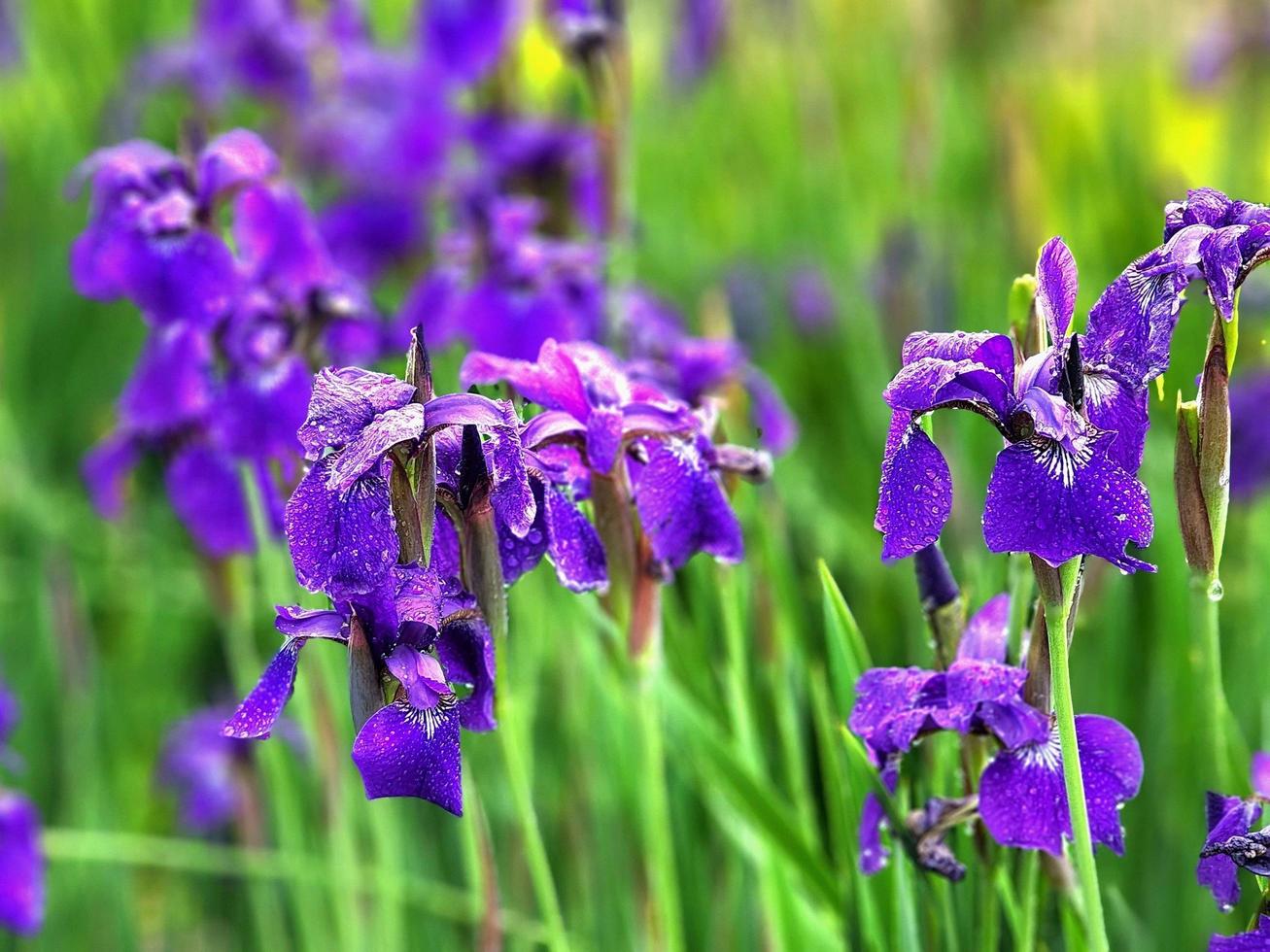 Iris blüht nach Regen foto