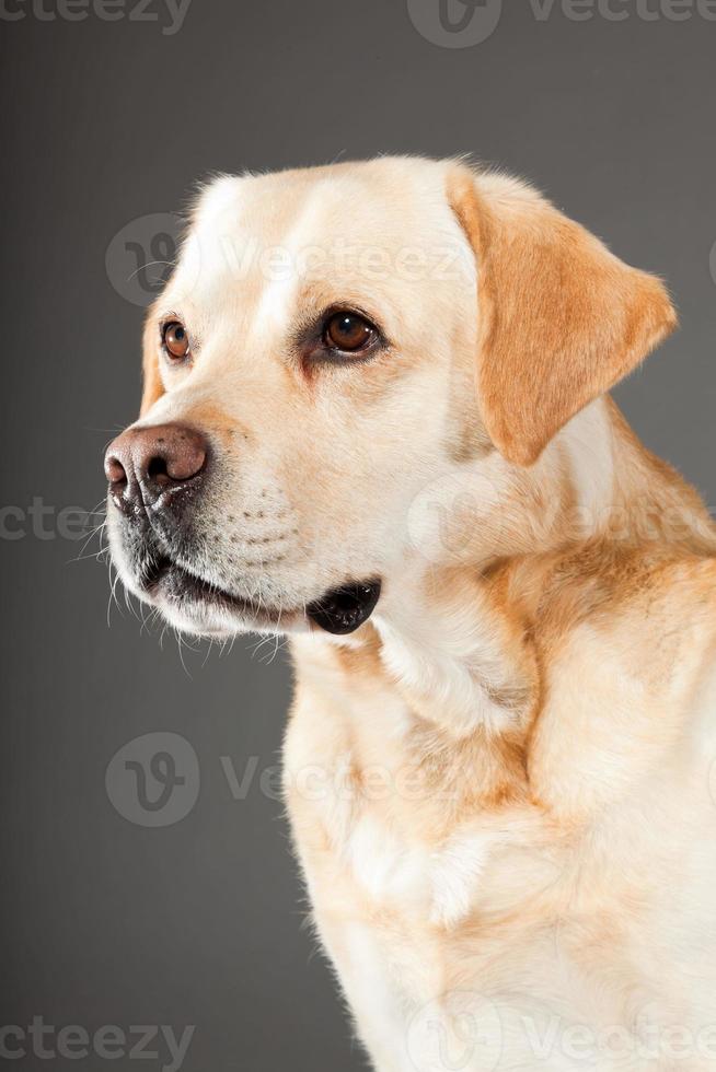 blonder Labrador Retriever Hund. Studioaufnahme. foto