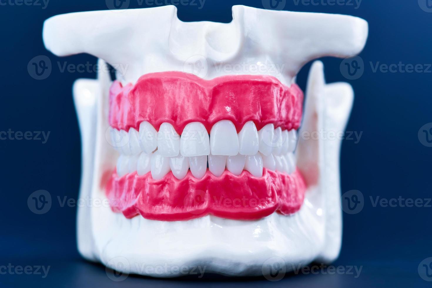 menschlicher Kiefer mit Zähnen und Zahnfleisch Anatomiemodell foto