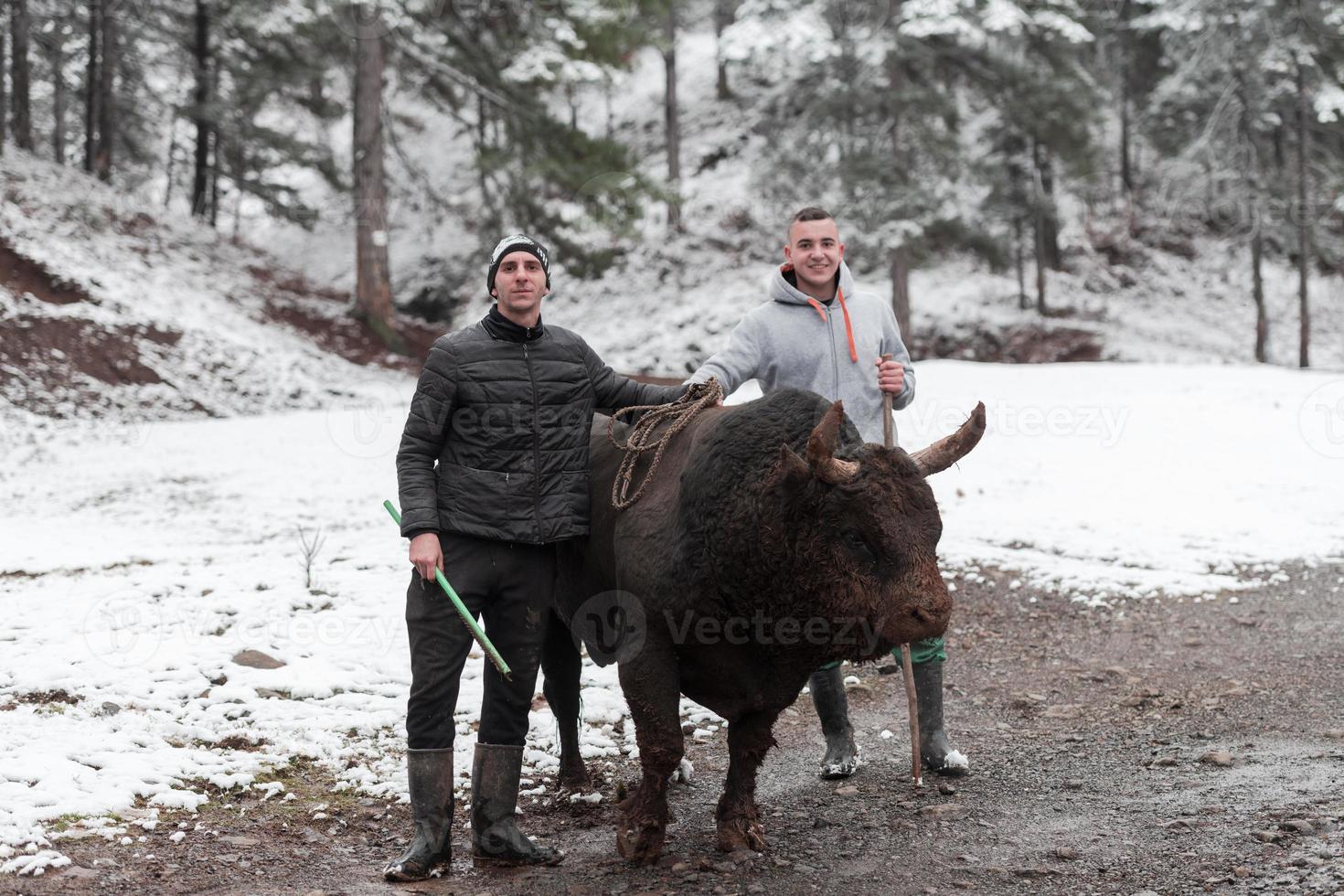 Fighter Bull Whisper, ein Mann, der an einem verschneiten Wintertag auf einer Waldwiese einen Stier trainiert und ihn auf einen Kampf in der Arena vorbereitet. Stierkampf-Konzept. foto