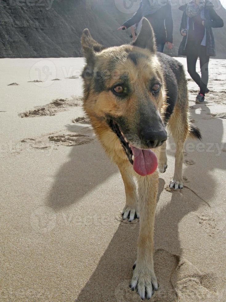 mit Hund am Strand spazieren gehen foto