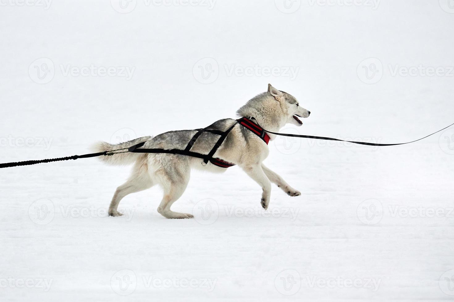 Laufender Husky-Hund auf Schlittenhunderennen foto