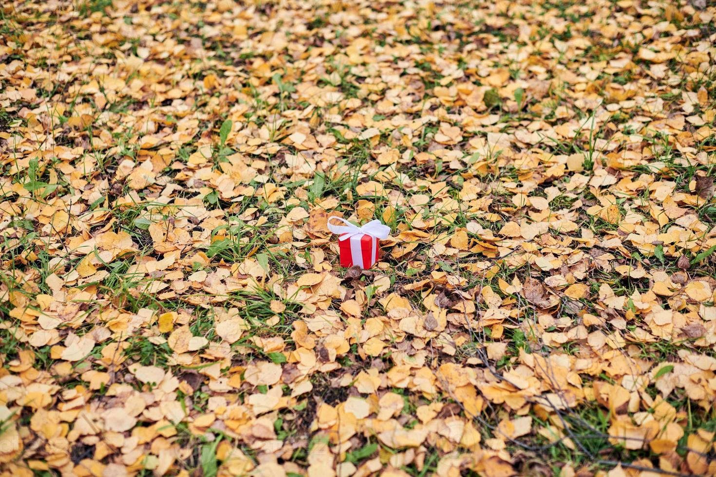 Geschenkbox im Herbst Laub auf dem Boden im Park foto