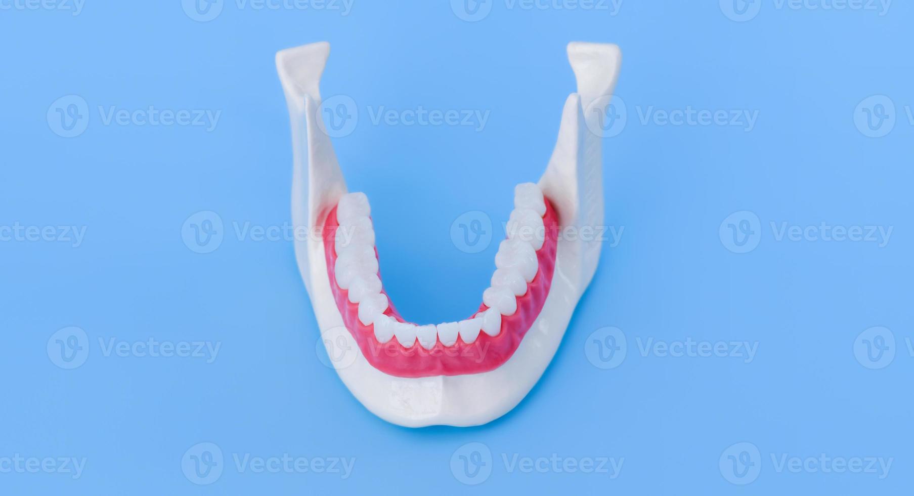 menschlicher Unterkiefer mit Anatomiemodell von Zähnen und Zahnfleisch foto