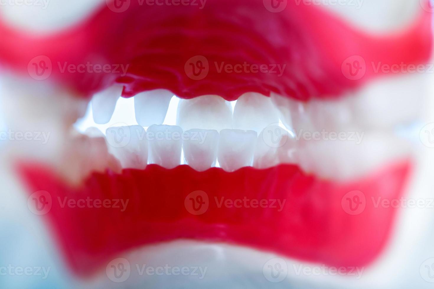 Innenansicht des menschlichen Kiefers mit Zähnen und Zahnfleisch Anatomiemodell foto