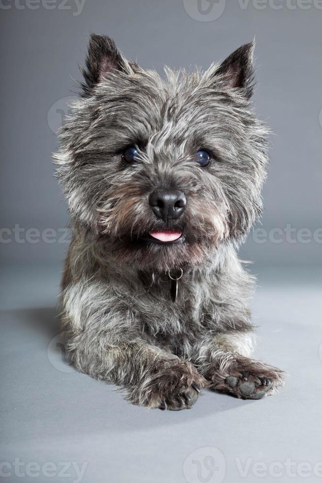 Cairn Terrier Hund mit grauem Fell. Studioaufnahme. foto