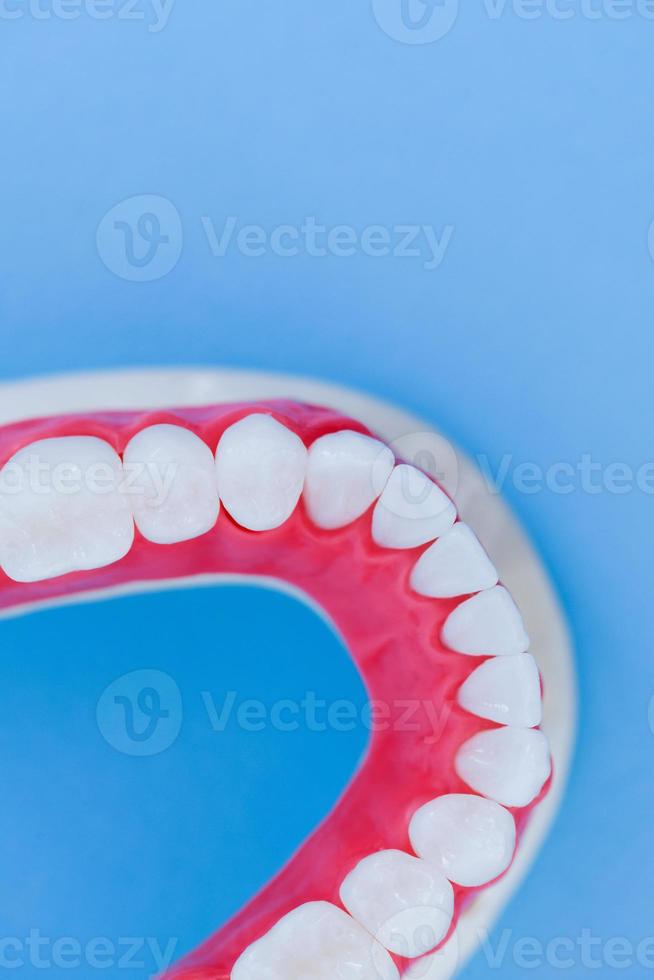 menschlicher Unterkiefer mit Anatomiemodell von Zähnen und Zahnfleisch foto