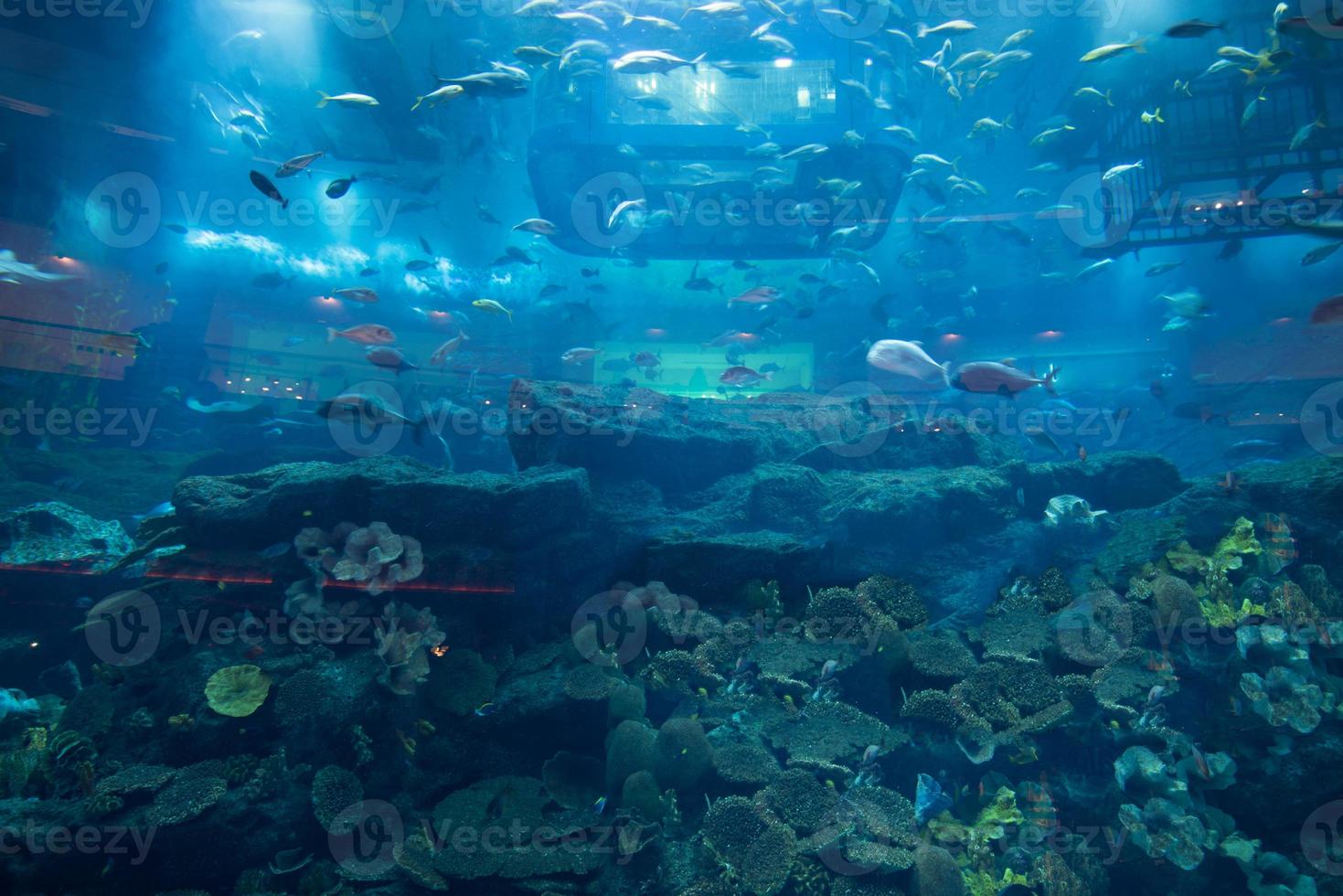 Ansicht des Aquariumbeckens foto