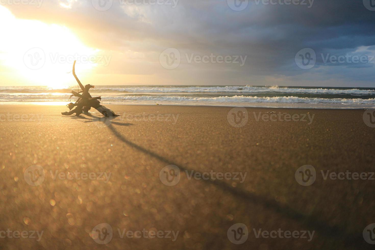 Treibholz auf dem Sand foto