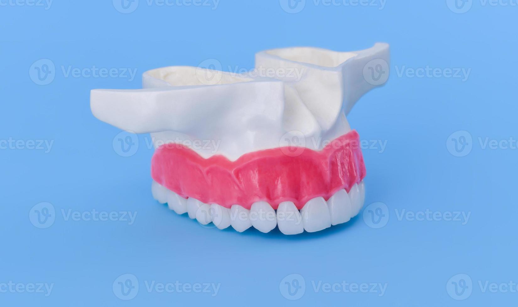 menschlicher Oberkiefer mit Zähnen und Zahnfleisch Anatomiemodell foto