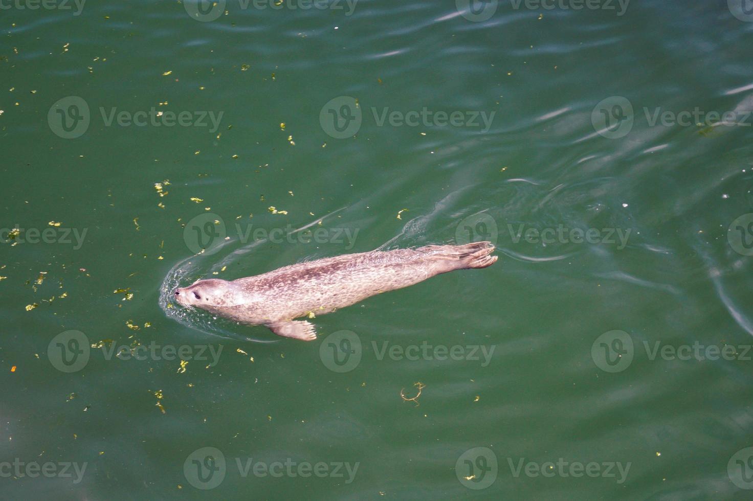 wilde Kegelrobben halichoerus grypus an der deutschen Nordseeküste foto