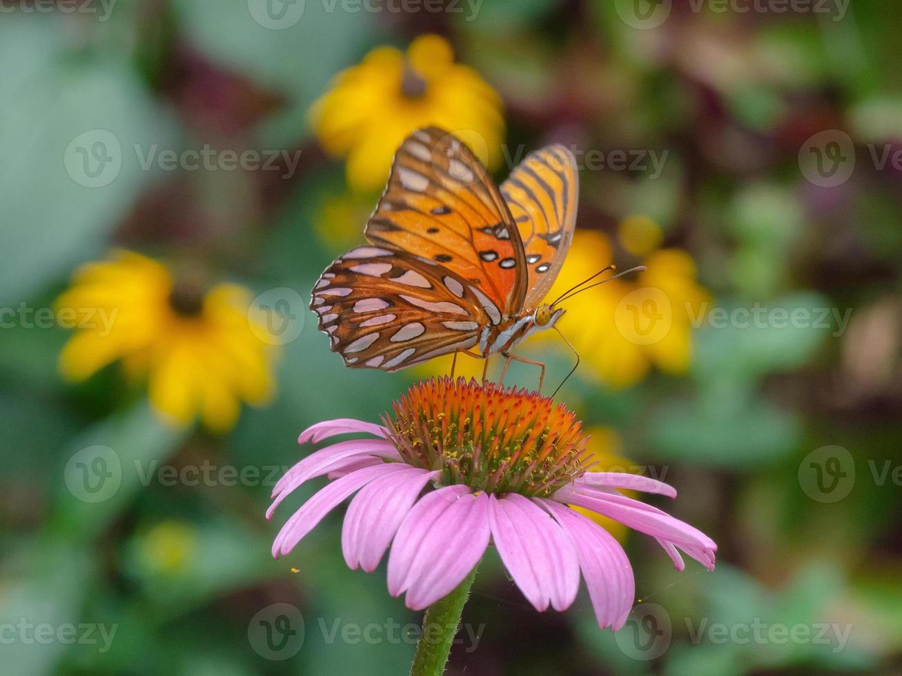 ein Golf-Scheckenfalter, der sich von einer Echinacea purpurea-Blüte ernährt. foto