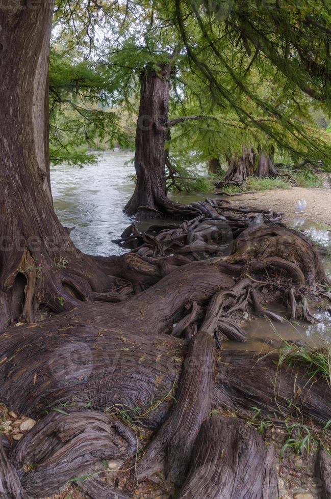 die wurzeln von kahlen zypressen, die am ufer des guadalupe river in texas klettern. foto