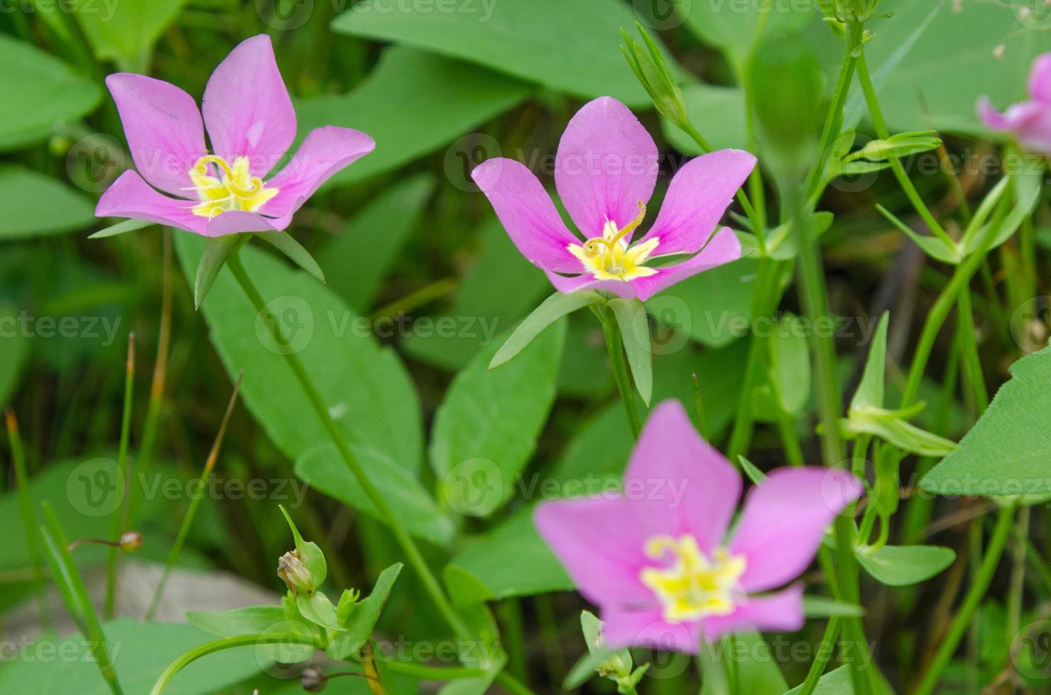 Pink Texas Star blüht auf einer Wiese. foto