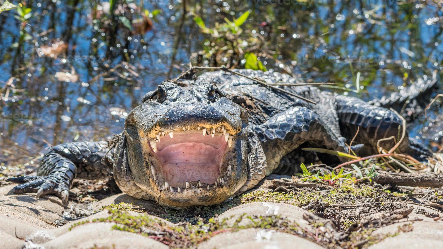 Blick in das weit aufgerissene Maul eines amerikanischen Alligators. foto