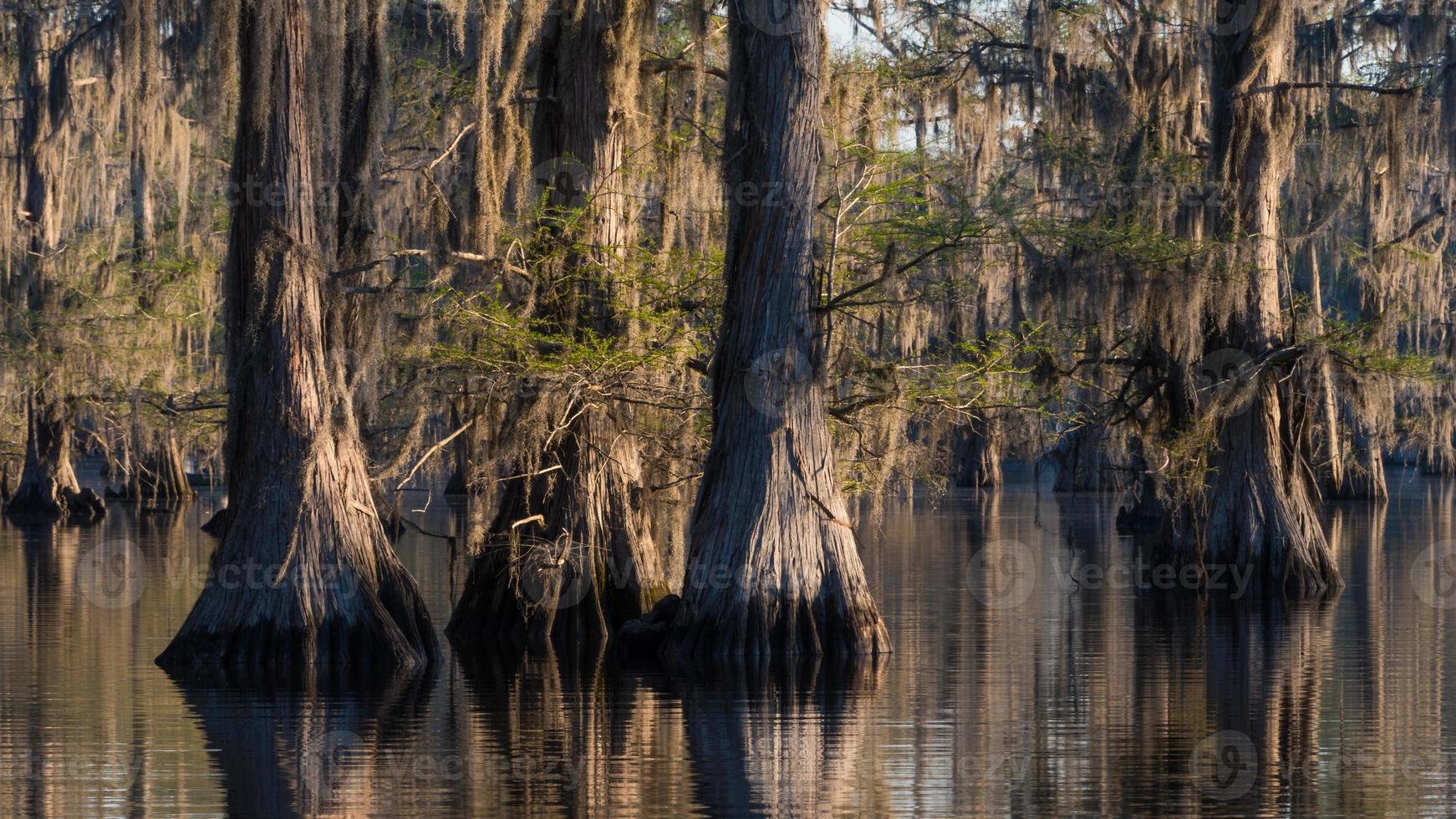 Der Caddo-See mit seinen alten Bäumen und endlosen Spiegelungen ist ein magischer und einzigartiger Ort. foto