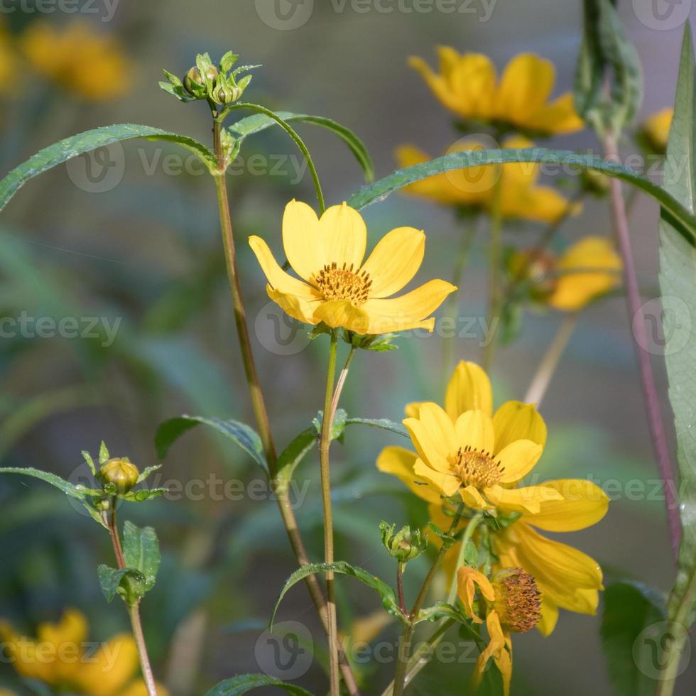 Nahaufnahme einer Pflanze, die mit gelben Gänseblümchen bedeckt ist. foto