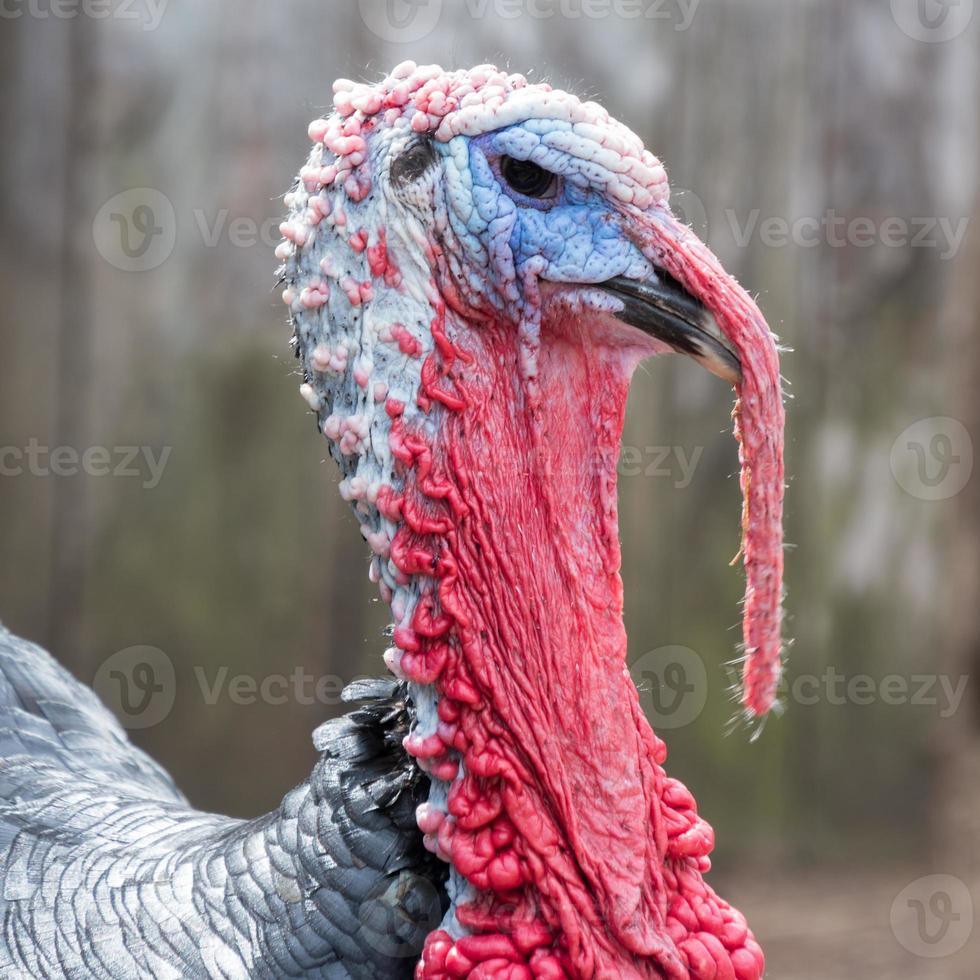 Profilbild des blauen Gesichts und der roten Kehllappen eines männlichen Truthahns auf einer Farm. foto