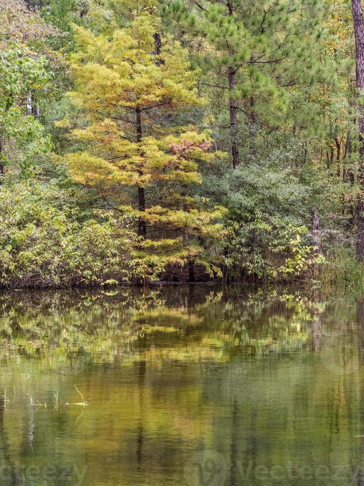 Herbstfarben spiegeln sich in einem Teich im Wald wider. foto