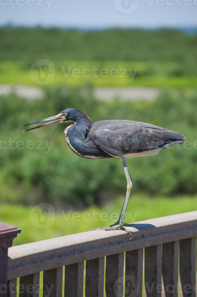 ein dreifarbiger Reiher, der auf dem Geländer einer Aussichtsplattform steht. foto