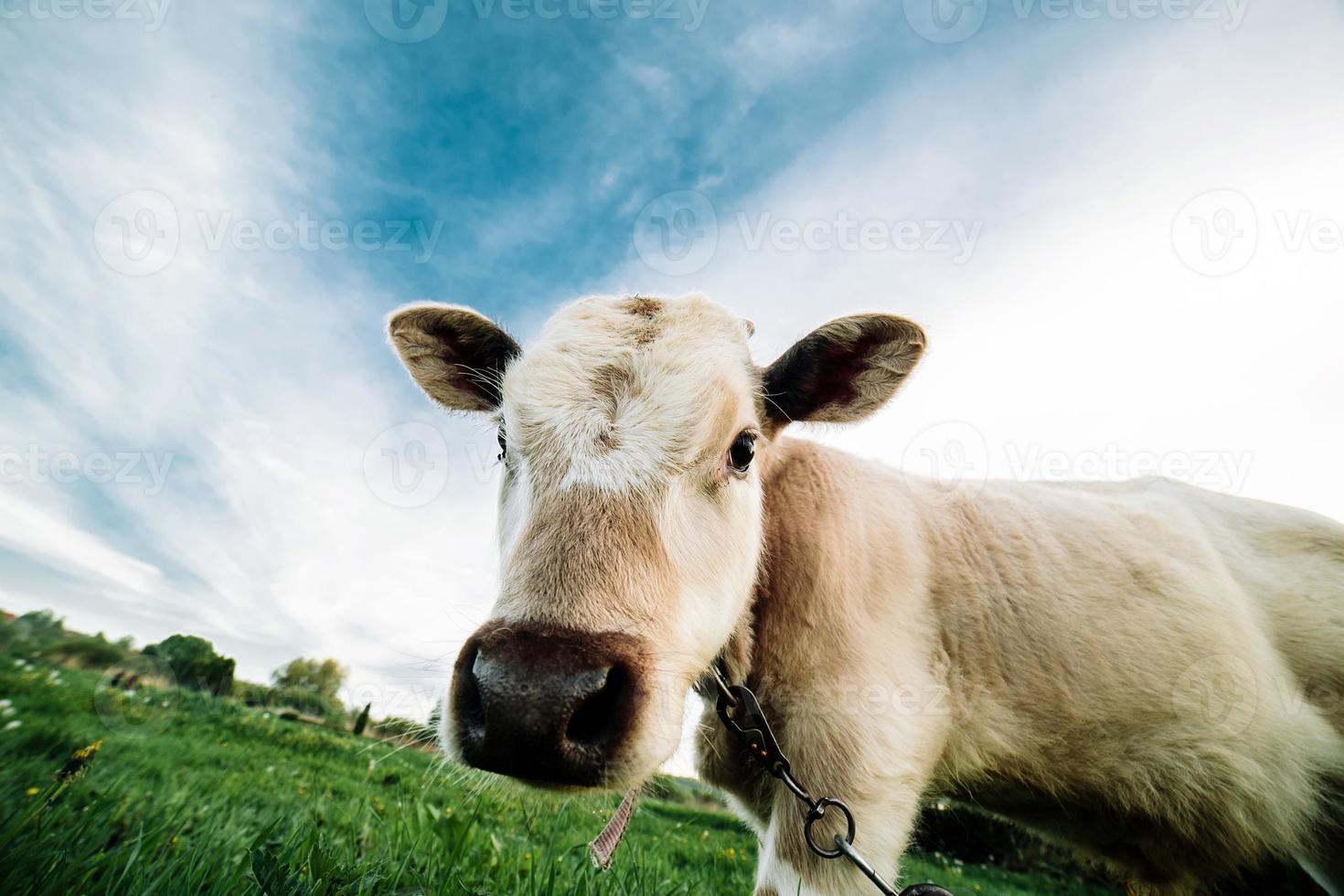 junge Kuh, die direkt in die Kamera schaut foto