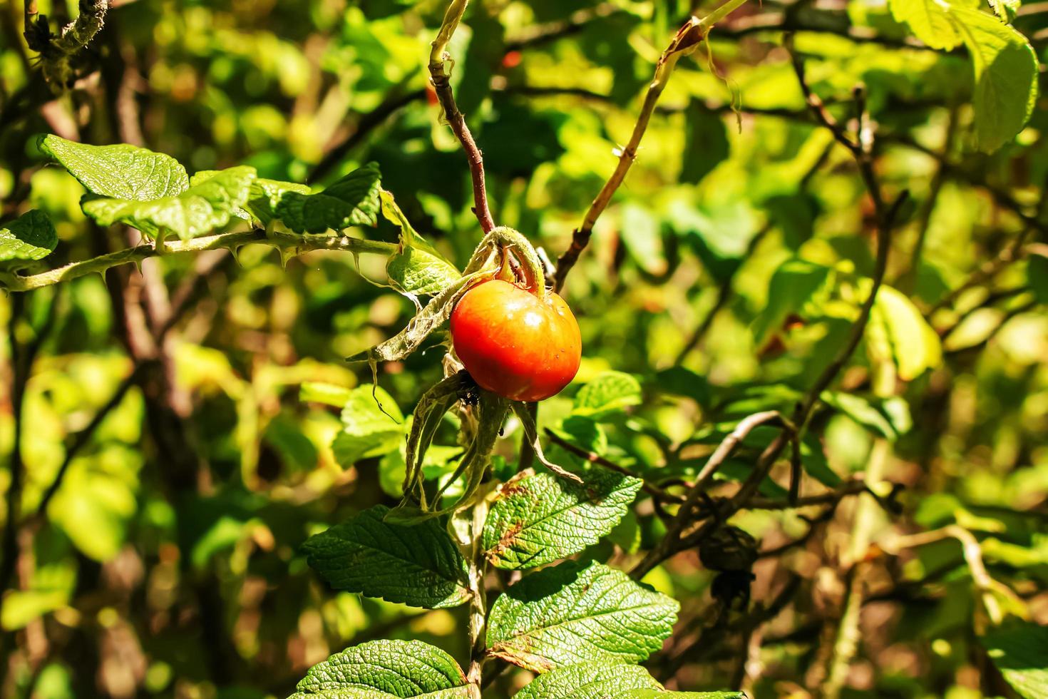 Nahaufnahme von Hagebuttenbeeren, die auf den Zweigen eines Busches wachsen. foto