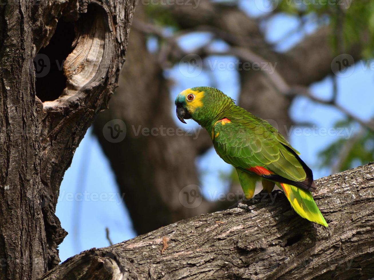 wilde türkisfarbene Amazone amazona aestiva papagei foto