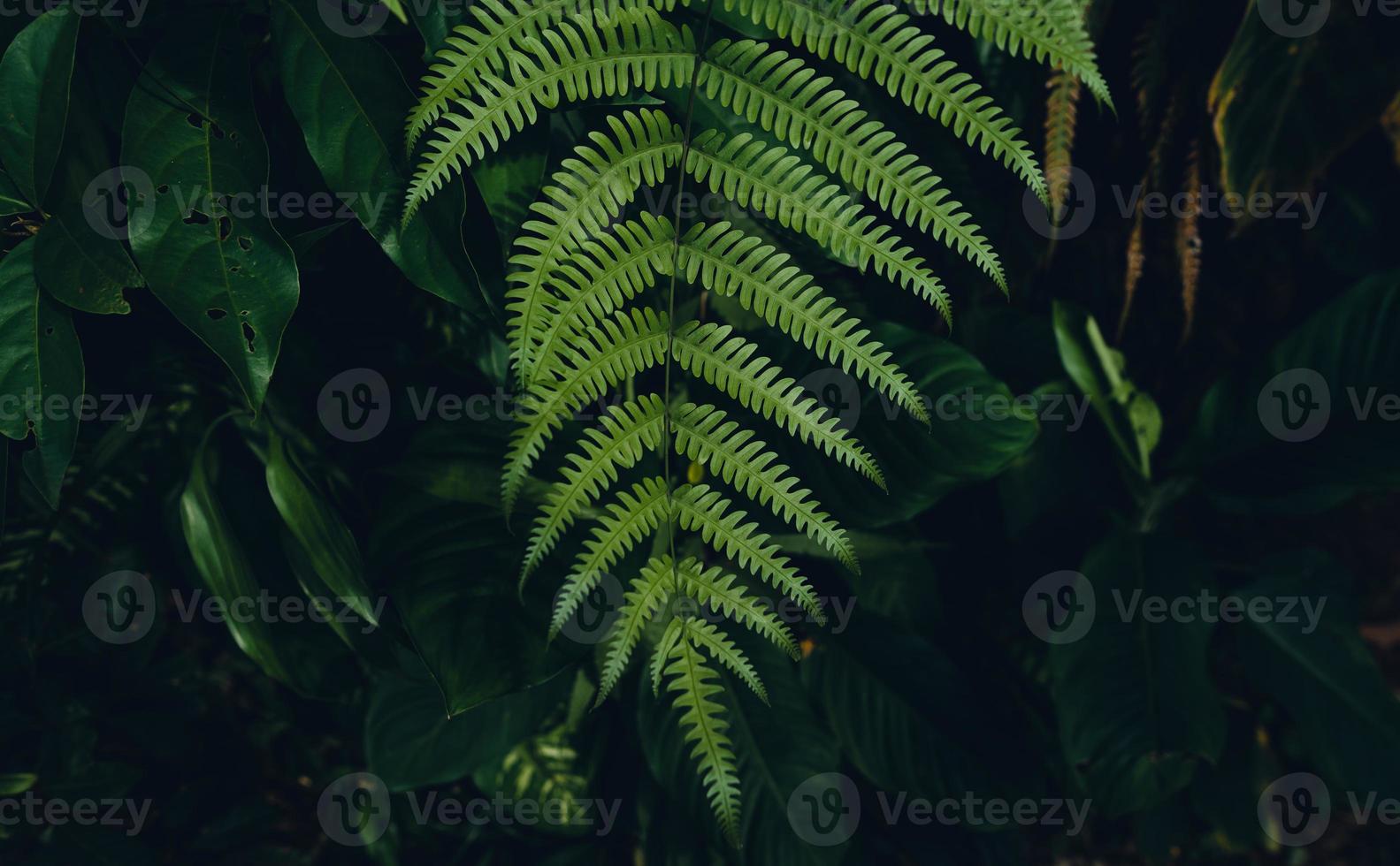 dunkle farnblätter im waldlaubhintergrund foto