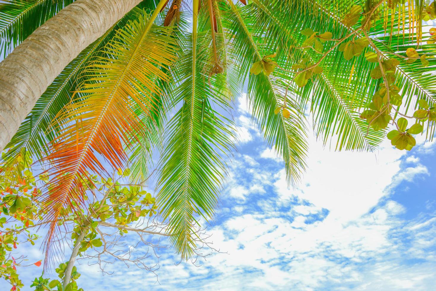 Kokospalme am Strand und am Himmel foto