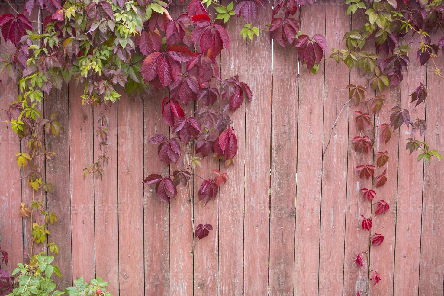 parthenocissus quinquefolia, bekannt als Virginia-Kriechpflanze, Victoria-Kriechpflanze, fünfblättriger Efeu. rotes Laub Hintergrund rote Holzwand. natürlichen Hintergrund. foto