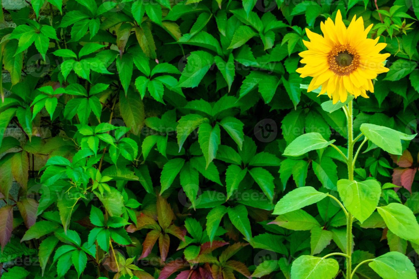 parthenocissus quinquefolia, bekannt als Virginia-Kriechpflanze, Victoria-Kriechpflanze, fünfblättriger Efeu. allein sonnenblume hintergrund grünes laub. natürlichen Hintergrund. foto