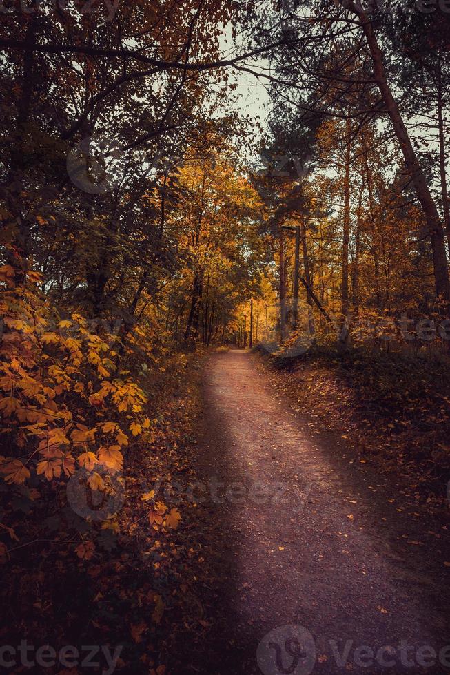 schöner herbsttag im herbst. foto