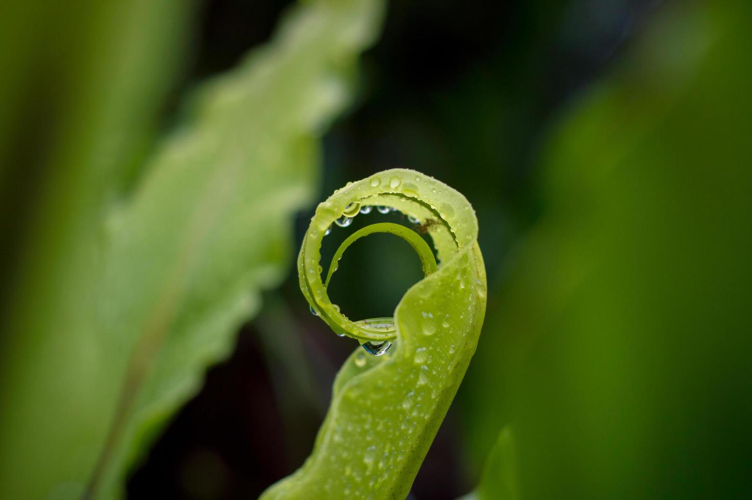 Süßwassertropfen auf grünem Blatthintergrund wie nach Regen foto