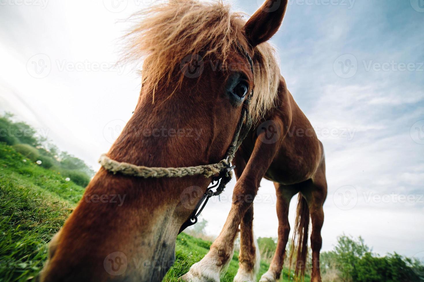 Pferd auf der Wiese, das direkt in die Kamera schaut foto