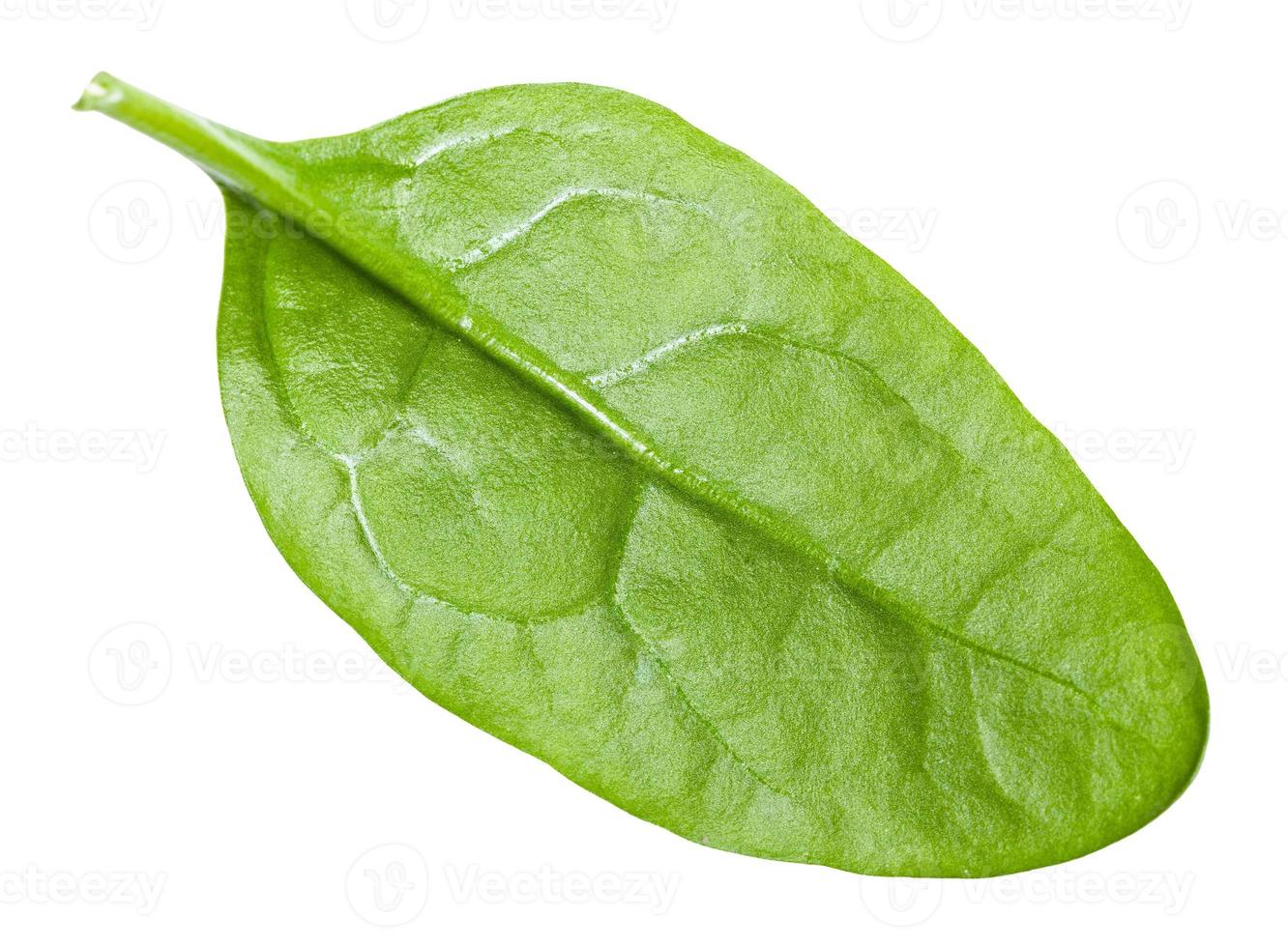 einzelnes natürliches grünes Spinatblatt isoliert foto