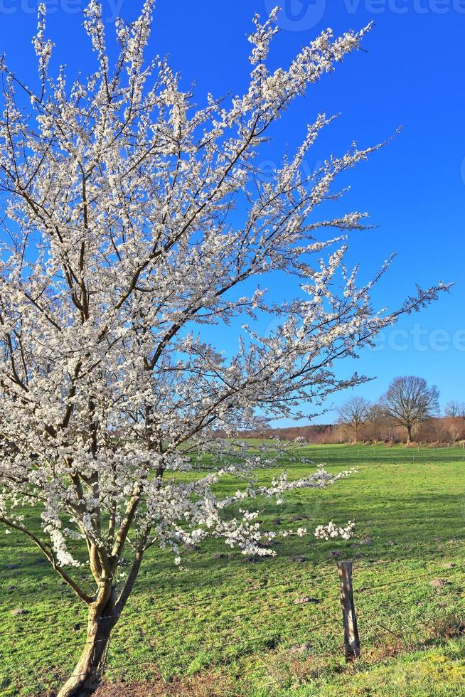Schöne Kirsch- und Pflaumenbäume blühen im Frühling mit bunten Blumen foto