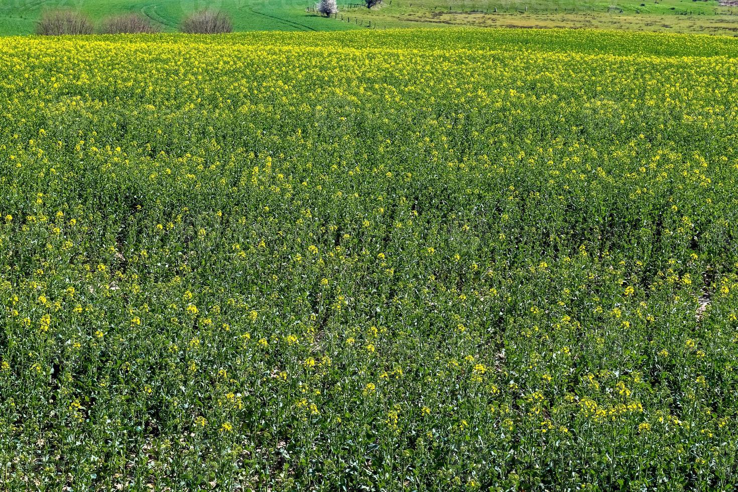 gelbes feld mit blühendem raps und baum vor blauem himmel mit wolken, naturlandschaftshintergrund mit kopierraum, deutschland europa foto