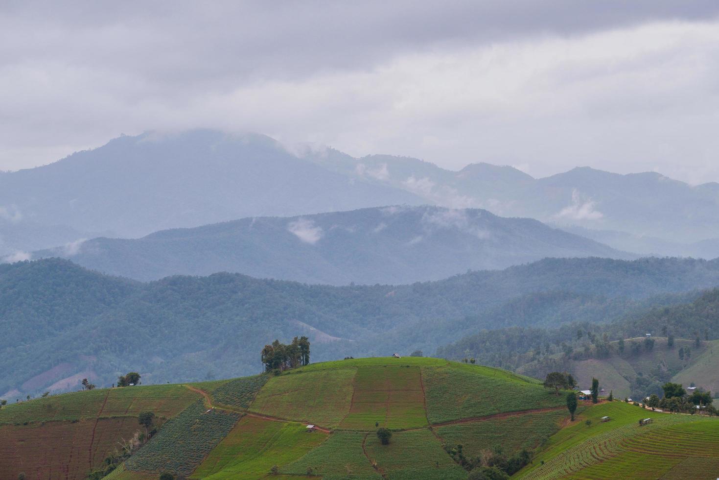 ban pa pong piang reisterrassenfeld in der thailändischen provinz chiangmai. foto