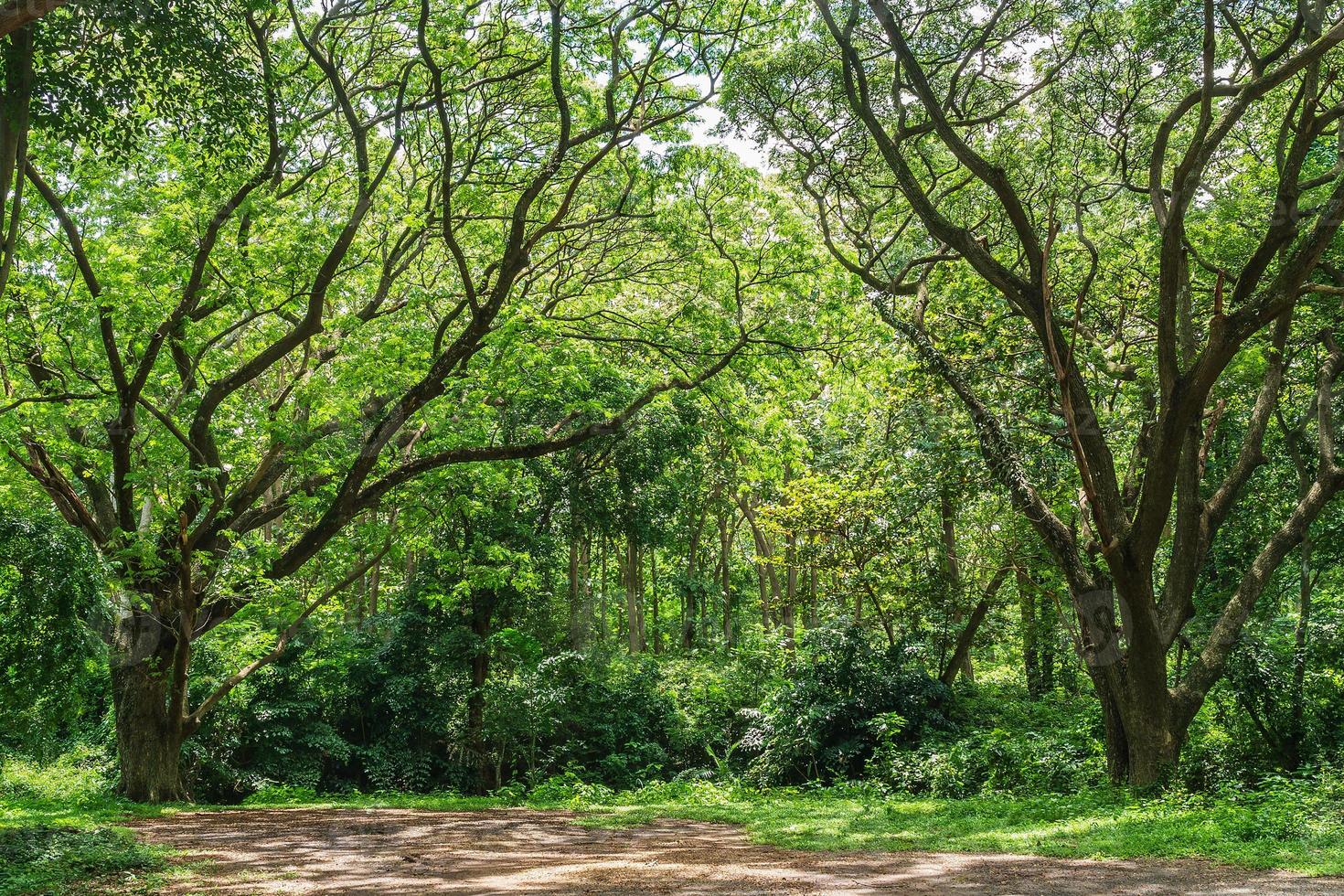 Panorama tropischer Regenwald-Dschungel in Thailand foto